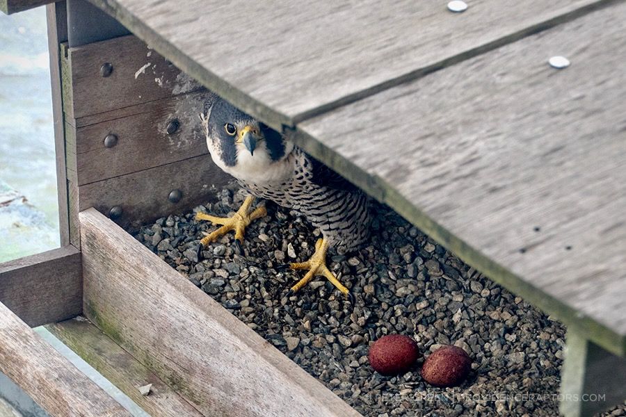 Screen shot of video by Peter Green providenceraptors.com <http://providenceraptors.com/>